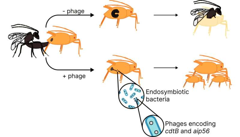 Fly vs. wasp: Stealing a defense move helps thwart a predator