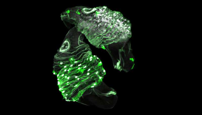 Fly vs. wasp: Stealing a defense move helps thwart a predator