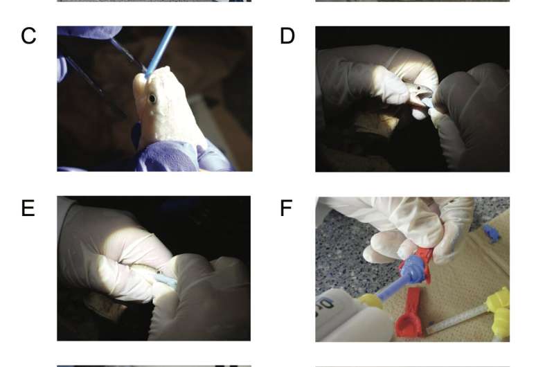 Fish-friendly dentistry: New method makes oral research non-lethal