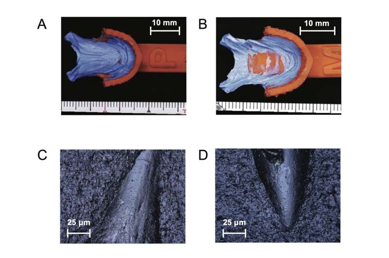 Fish-friendly dentistry: New method makes oral research non-lethal