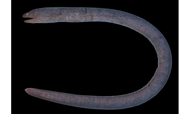 Deep black as midnight: striking new moray eel discovered in Central Indo-Pacific river mouths, named after god of the underworld