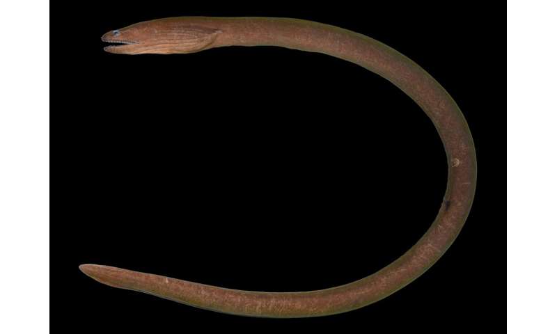 Deep black as midnight: striking new moray eel discovered in Central Indo-Pacific river mouths, named after god of the underworld