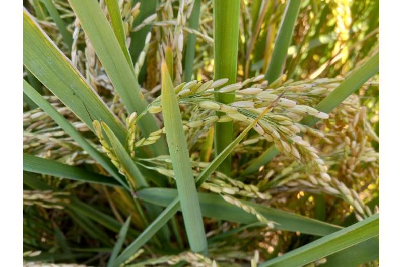 Across southeastern US, weedy rice steals herbicide resistance from crop rice