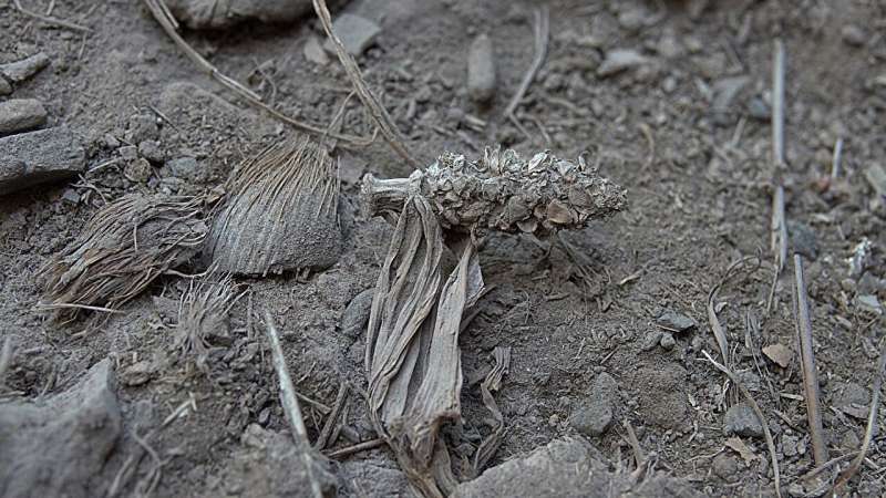 Partially domesticated maize is found in caves in Minas Gerais state, Brazil