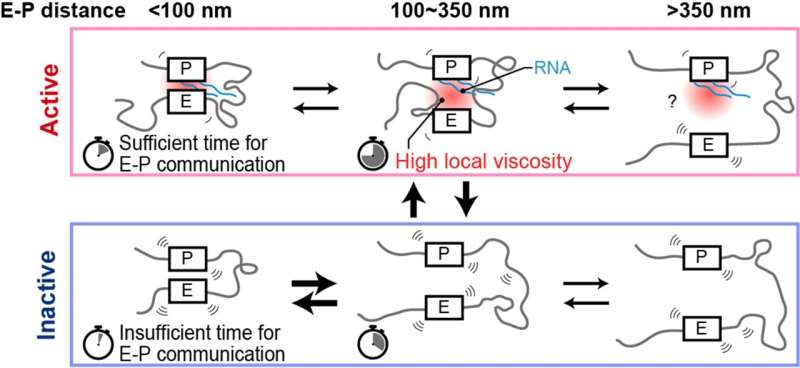 Close encounters between distant DNA regions cause bursts of gene activity