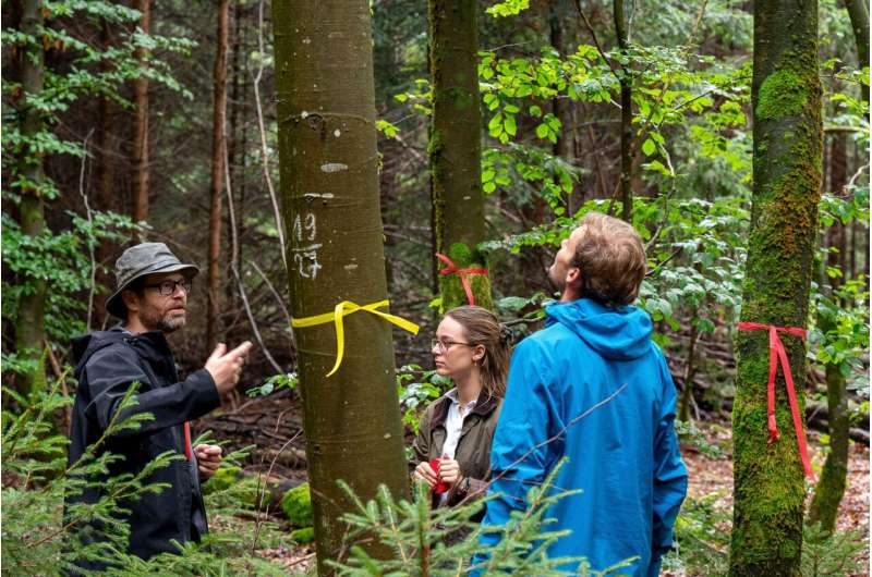 Model enables precise simulation of forest landscapes: Digital twin depicts the forest in 100 years