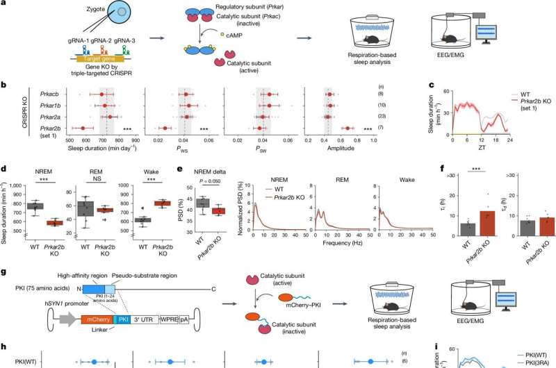 Phosphorylation and dephosphorylation enzyme groups regulate sleep and wakefulness in mammals