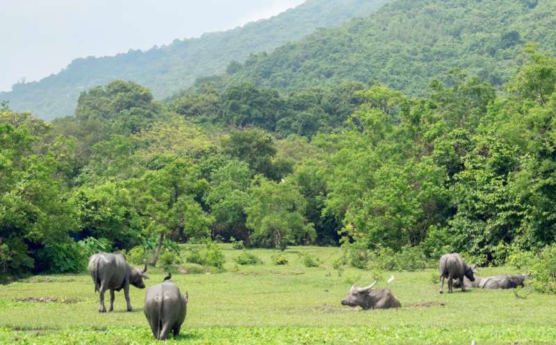 Buffalo besties: feral female buffalo build friendships based on similar personality traits