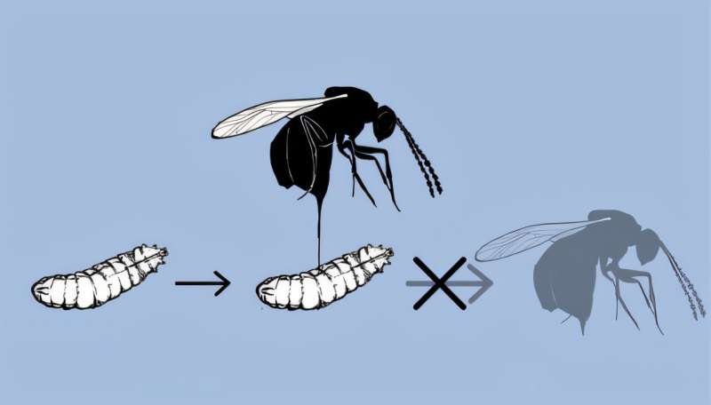 Fly vs. wasp: Stealing a defense move helps thwart a predator