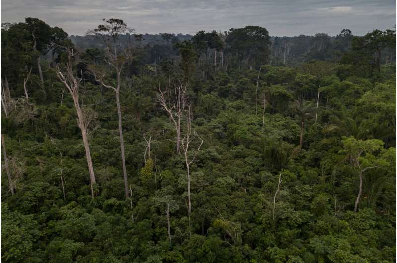 Human disruption is driving 'winner' and 'loser' tree species shifts across Brazilian forests