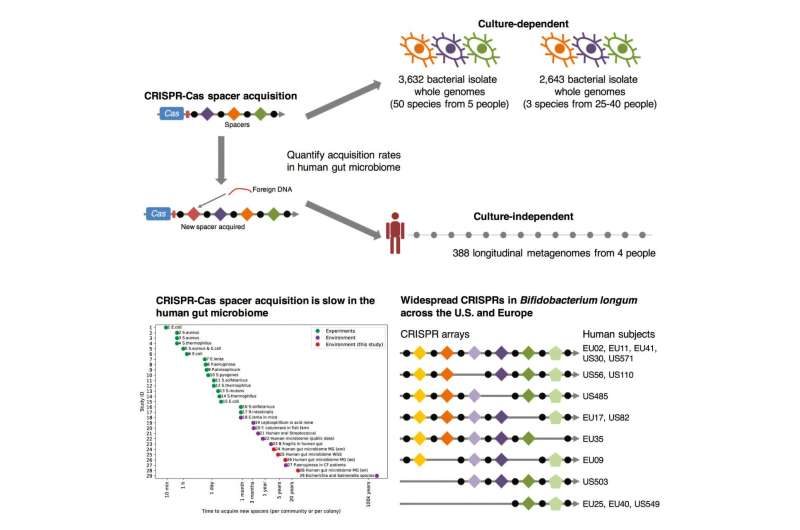 Bacteria in the human gut rarely update their CRISPR defense systems | MIT News