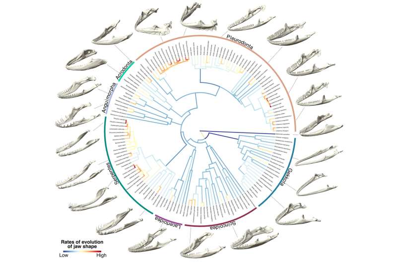 New research unlocks jaw-dropping evolution of lizards and snakes