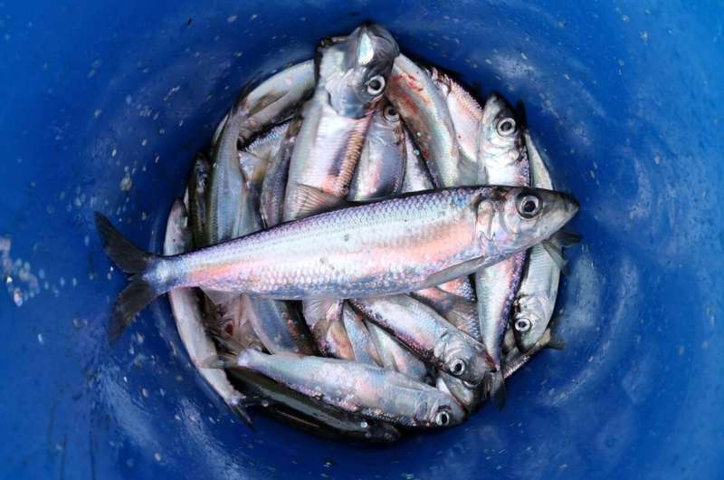 Evolution of fast-growing fish-eating herring in the Baltic Sea