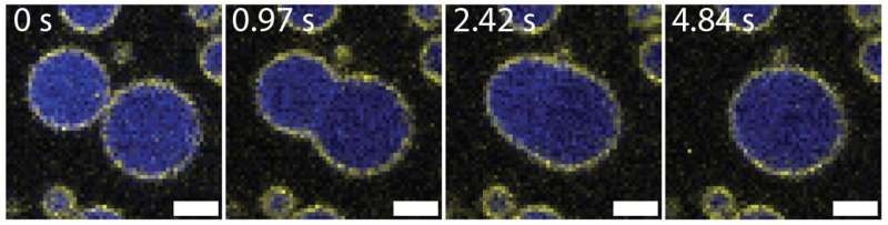 Scripps Research scientists discover a 'Goldilocks' zone for DNA organization, opening new doors for drug development