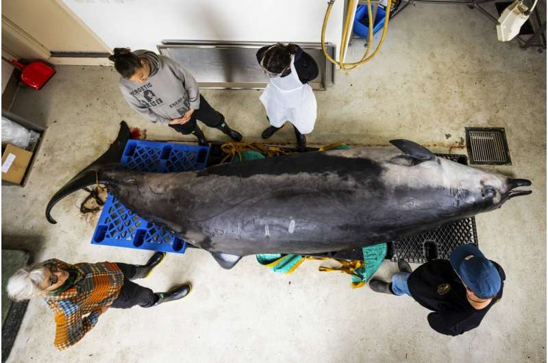 Scientists gather to decode puzzle of the world's rarest whale in 'extraordinary' New Zealand study