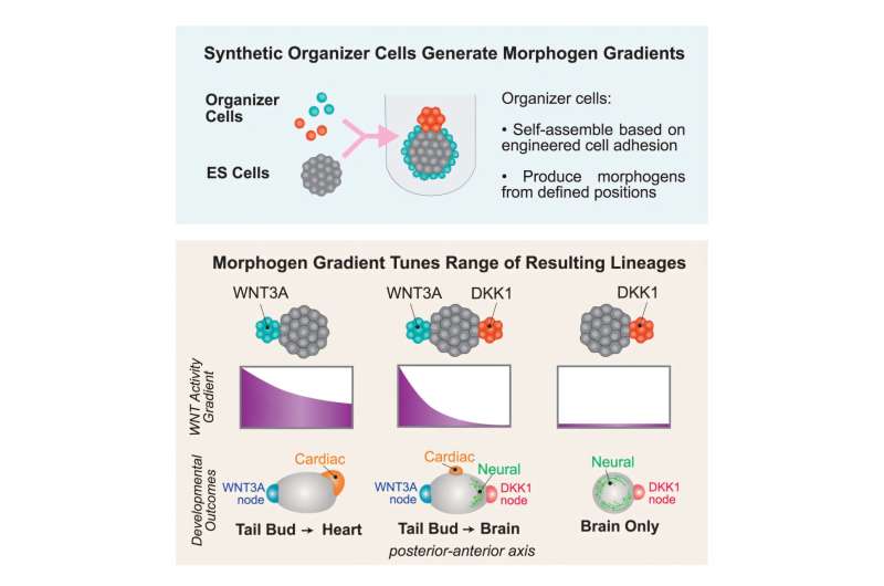 Experts steer the development of stem cells to regenerate and repair organs