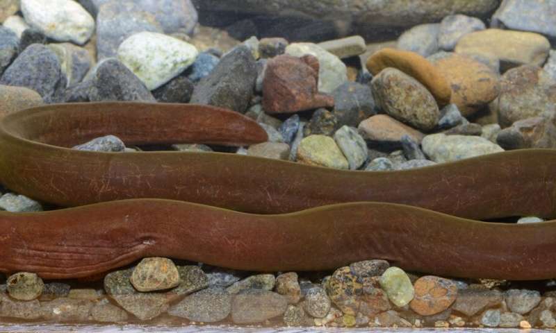 Deep black as midnight: striking new moray eel discovered in Central Indo-Pacific river mouths, named after god of the underworld