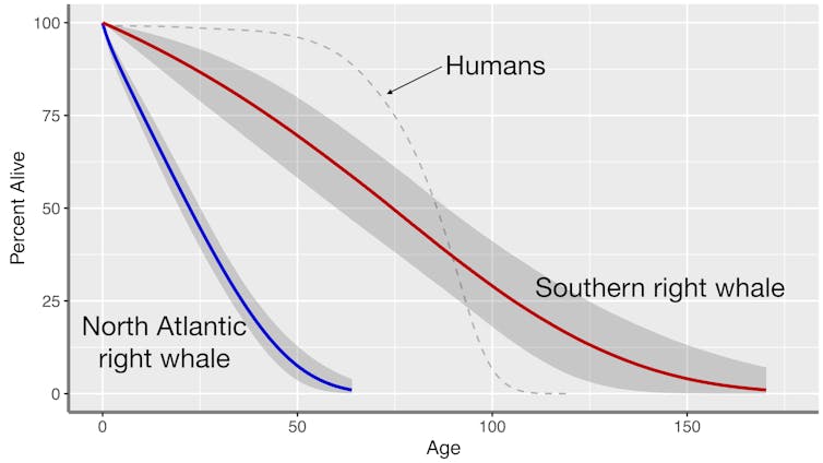 chart illustrating proportion of individuals in two whale species are alive at various ages, with comparison line for people