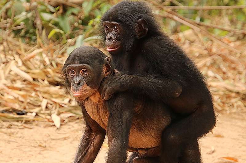 World's only bonobo sanctuary helps orphaned apes overcome trauma to develop social skills and empathy