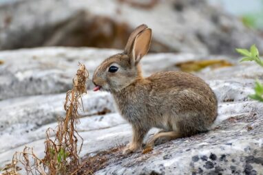 A nature conservation paradox: Invasive species are often ...