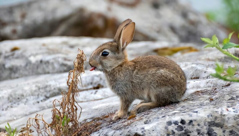 A nature conservation paradox: Invasive species are often ...