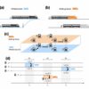 Finding the weak points: A network-based method to prevent train ...