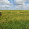 Across southeastern US, weedy rice steals herbicide resistance ...