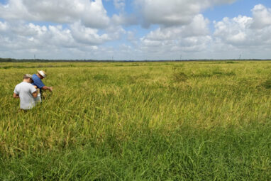 Across southeastern US, weedy rice steals herbicide resistance ...