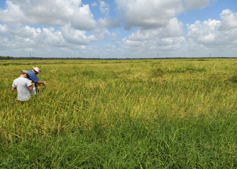 Across southeastern US, weedy rice steals herbicide resistance ...