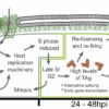 Analysis provides new insights into the replication of BK ...