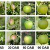 Biologists studying apples discover structural cell protein also ...