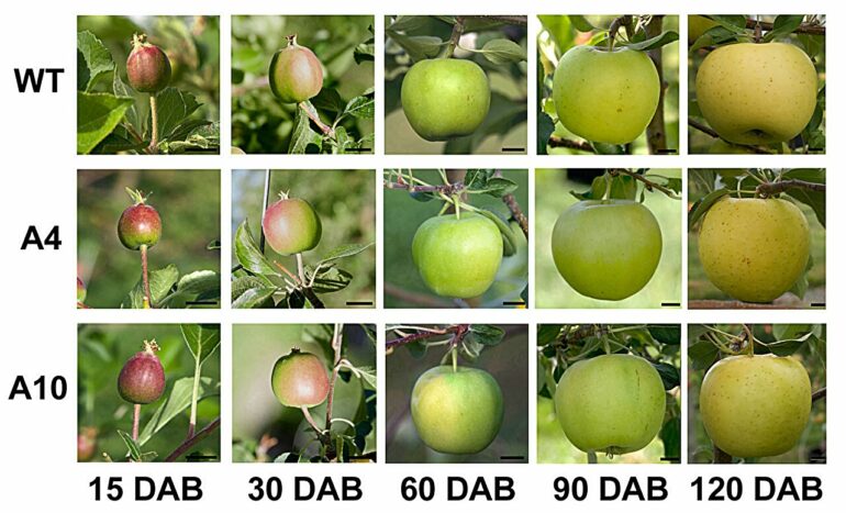 Biologists studying apples discover structural cell protein also ...