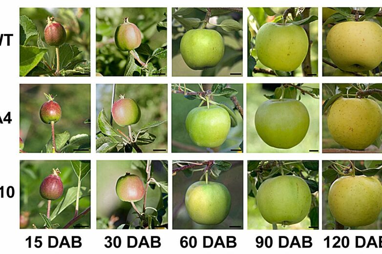 Biologists studying apples discover structural cell protein also ...