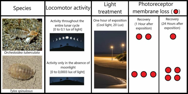 Blinded by the light: The effects of urban lighting on beach bugs