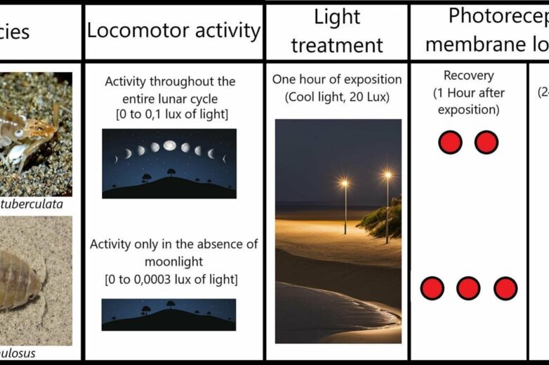 Blinded by the light: The effects of urban lighting on beach bugs