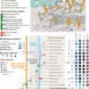 Comprehensive analysis reveals hidden genomic evolution of brown algae