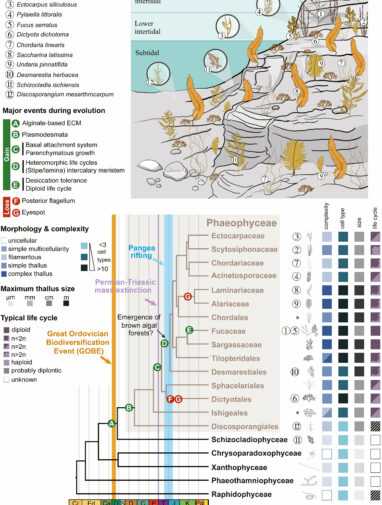 Comprehensive analysis reveals hidden genomic evolution of brown algae