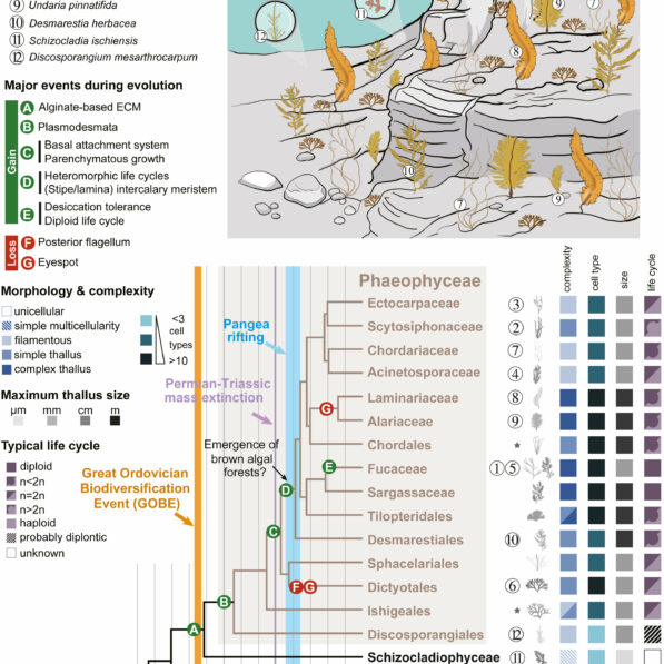 Comprehensive analysis reveals hidden genomic evolution of brown algae