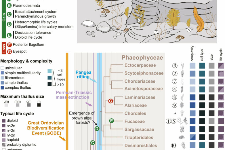 Comprehensive analysis reveals hidden genomic evolution of brown algae