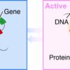 Computer modeling shows close encounters between distant DNA ...