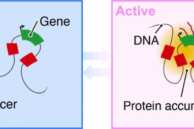 Computer modeling shows close encounters between distant DNA ...