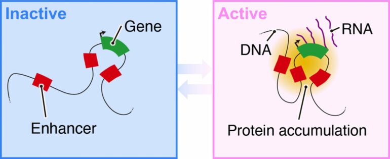 Computer modeling shows close encounters between distant DNA ...