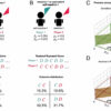 Cooperation in society: How our memory influences our behavior