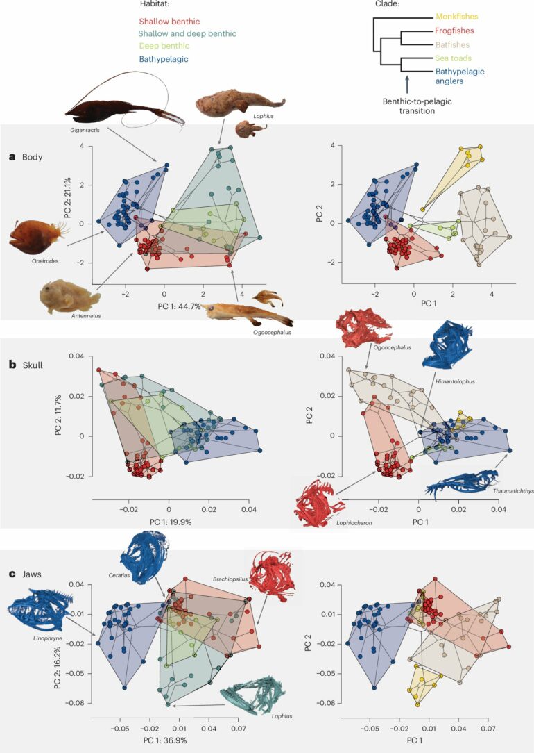 Deep-sea marvels: How anglerfish defy evolutionary expectations