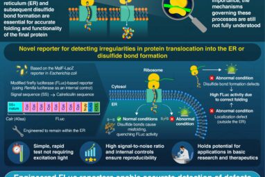 Detecting problems during protein synthesis with a firefly ...