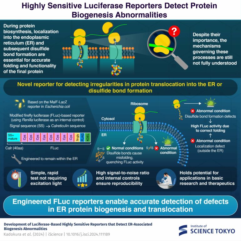 Detecting problems during protein synthesis with a firefly ...