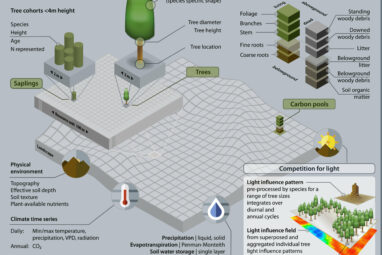 Digital twin model enables precise simulation of forest landscapes ...