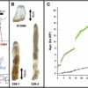 Dripstones from Romanian cave offer insights into climate dynamics ...