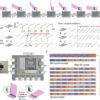 Engineering micromachines that can autonomously coordinate using ...