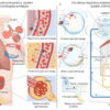 Engineers develop filter-free microbubble air purification system ...